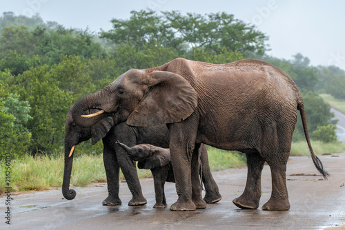 Elephant herd in the green season in the Kruger National Park in South Africa