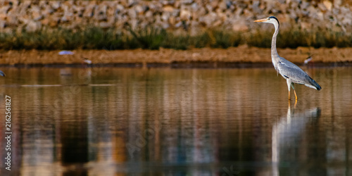Fotografie Grey heron wading in shallow water, tranquil setting, India