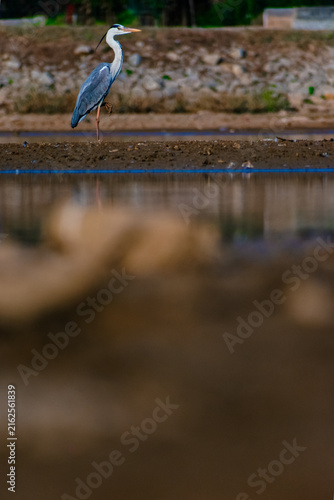 Obraz na plátně Grey heron standing on one leg by water's edge, India