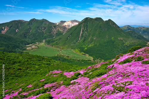 Tapety artystyczne 大分県 平治岳のミヤマキリシマ