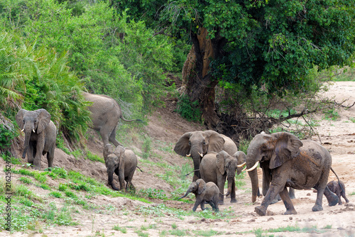 Elephant herd in the green season in the Kruger National Park in South Africa