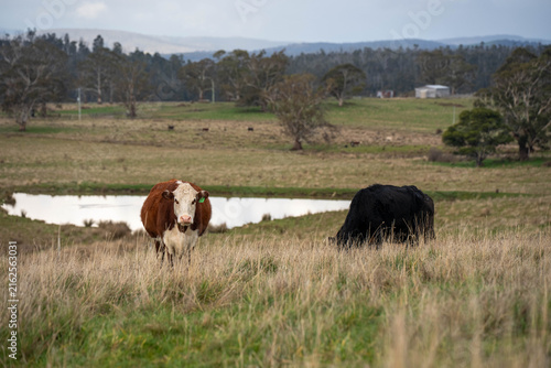 Hereford and Angus cattle grazing in an open Australian pasture near a farm dam