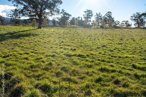 Sunlit green pasture grass in a rural Australian paddock with distant mountains in australia