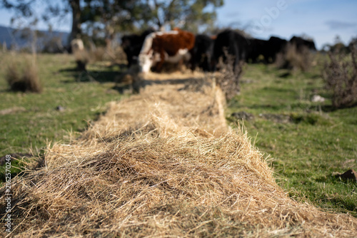 Hereford and Black Angus cattle eating a mouthful of hay in an open Australian paddock