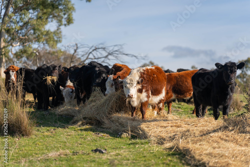 Hereford and Black Angus cattle eating a mouthful of hay in an open Australian paddock