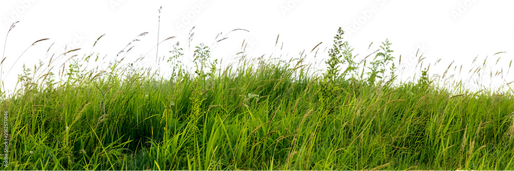 Obraz premium green grass on white background