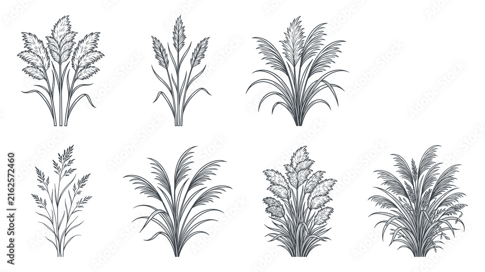 Fototapeta premium Decorative reed grass silhouettes for landscape design components.