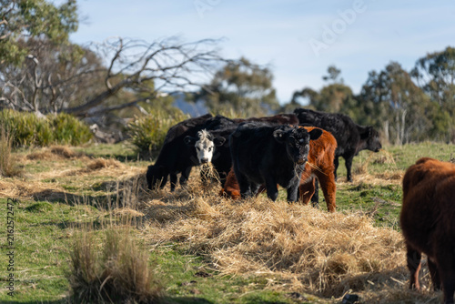 Hereford and Black Angus cattle eating a mouthful of hay in an open Australian paddock