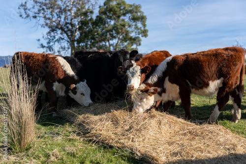 Hereford and Black Angus cattle eating a mouthful of hay in an open Australian paddock