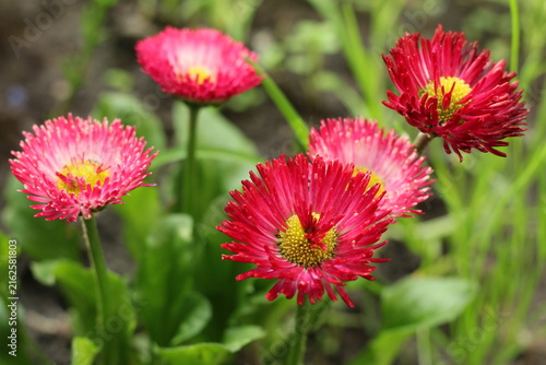 Bright Pink Daisies in Green Spring Garden