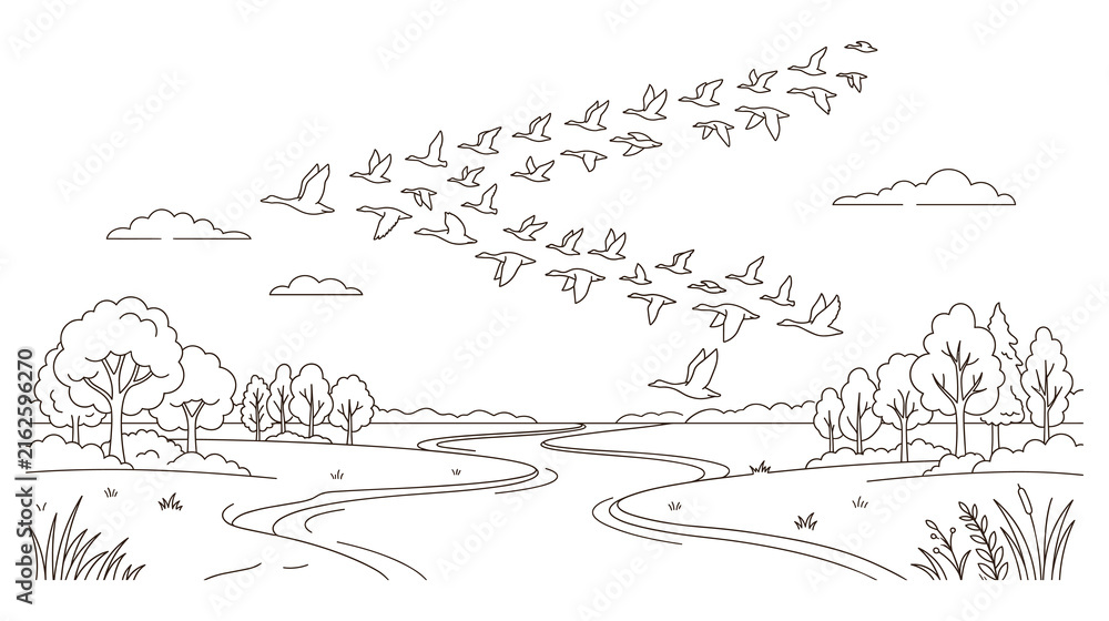 Fototapeta premium Migrating geese flock flying v shape over river nature line drawing.
