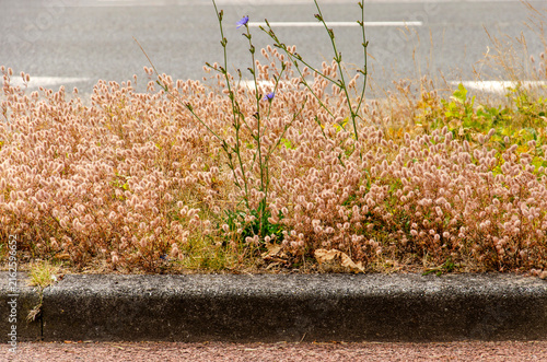 Pussy clover in a Dutch verge