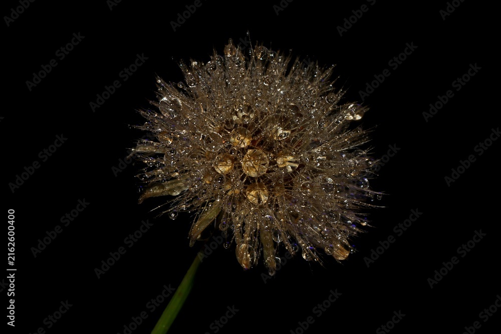 Fototapeta premium dandelion seed head