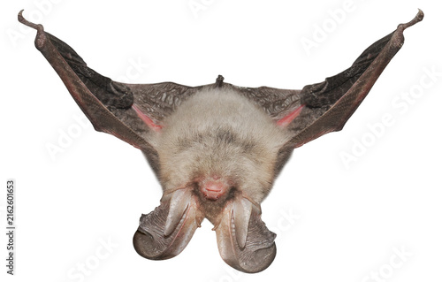 Brown long-eared bat (Plecotus auritus), isolated on transparent background