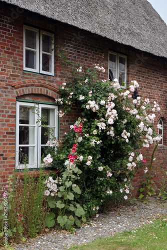 rosen am friesenhaus