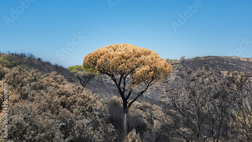 A fire-damaged pine stands amid burned woodland on a scorched hillside in Sierra Oeste de Madrid, Spain, August 2026.
