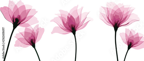 Pink X-Ray Watercolor Flowers Set Transparent Floral Illustration on White Background