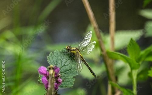 Dragonfly