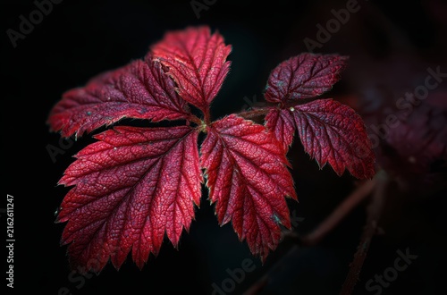 Red autumn leaves branch black background


