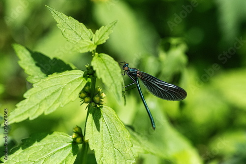Dragonfly