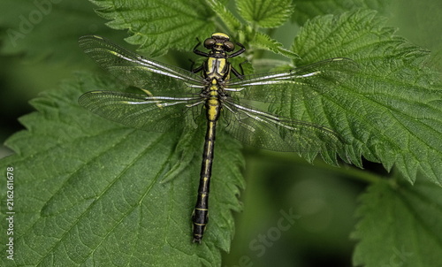 Dragonfly