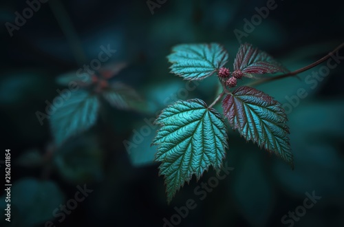 Moody dark green leaves botanical background

