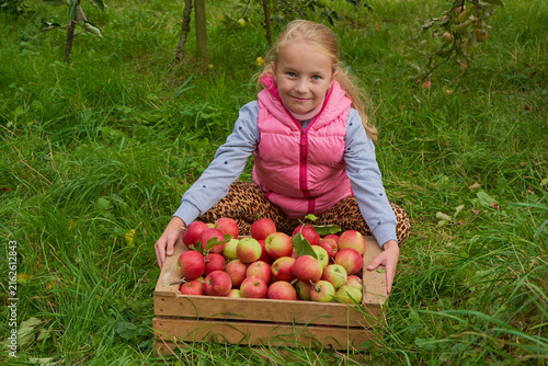 little girl sitting on the grass with a wooden crate of apples in the garden, Smiling young girl with a rich apple harvest in a village countryside