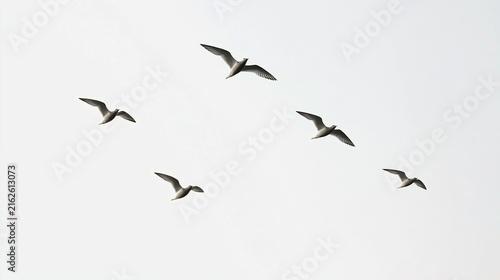 Five seagulls gliding in V formation against a minimalist high key sky, symbolizing freedom and aspiration