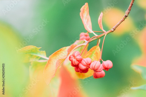 Pink Seed Capsules of European Spindle Tree on Autumn Branch