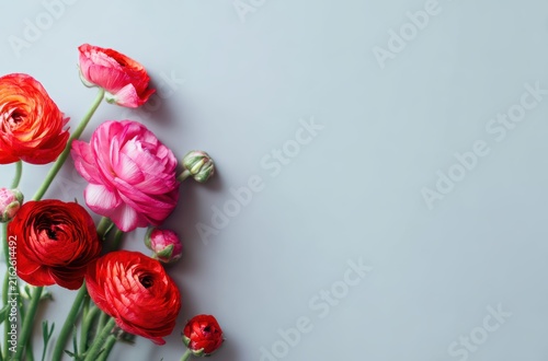 Pink red ranunculus flowers blue background


