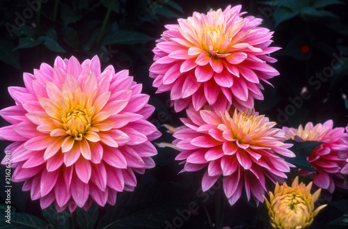dahlia 'Adelaide Fontaine'
