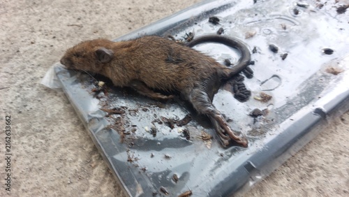 Fotografie Deceased mouse caught on a sticky glue trap, highlighting a common pest control