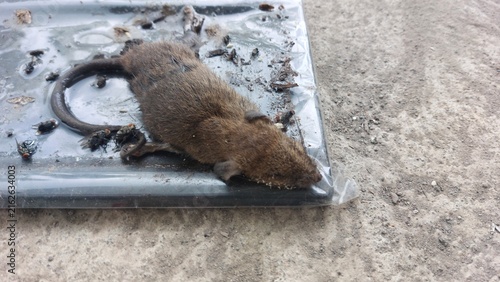 Foto A dead rat caught on a sticky glue trap surrounded by flies on concrete ground