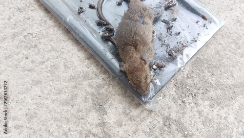 Quadro su tela A deceased brown mouse firmly stuck on a black adhesive glue trap, depicting a g