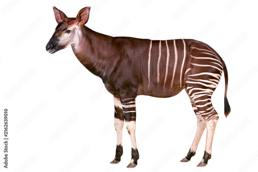 Naklejka premium Side view of a single okapi african forest mammal animal