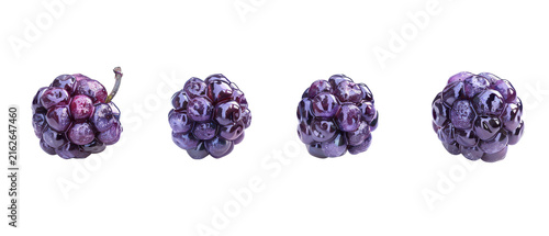 Dewberry and Rubus Species Set Four Unique Isolated Botanical Specimens for Agricultural Study