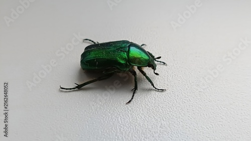 Fotografie Shiny green rose chafer beetle (Cetonia aurata) on a light neutral background
