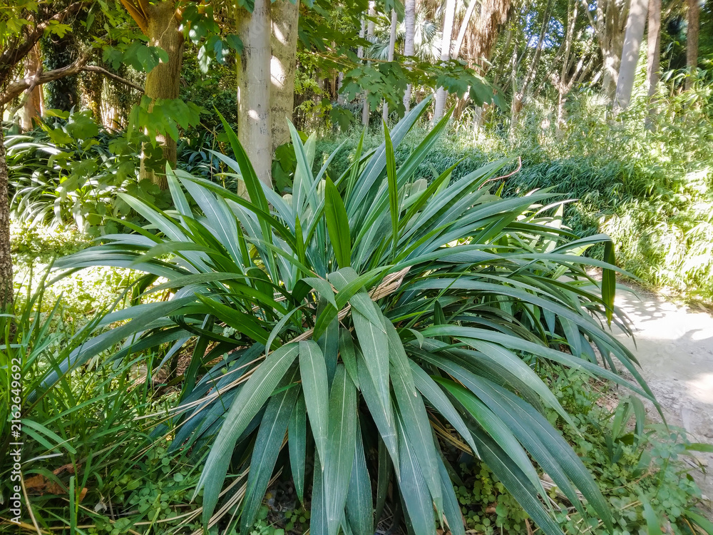 Fototapeta premium Lush green palm plant with long pointed leaves flourishes in the bright dappled sunlight of a vibrant botanical garden during a beautiful warm summer day