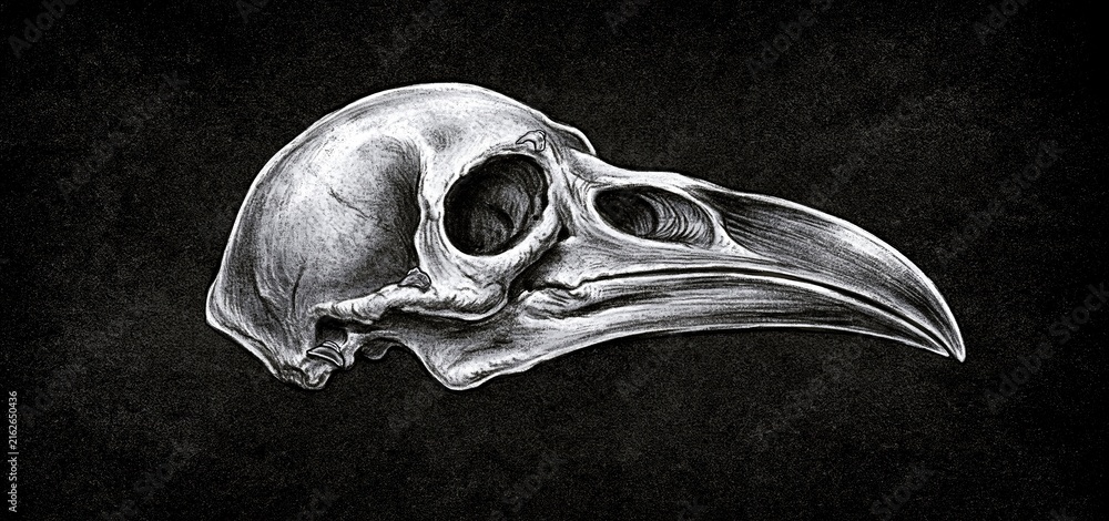 Naklejka premium A raven skull detailed with dramatic shadows, set against a dark textured background for a spooky Halloween vibe.