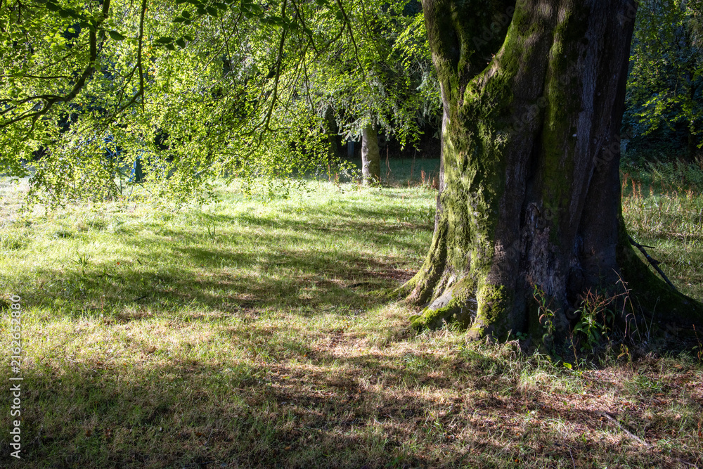 Obraz premium Morning sunlight through tree foliage - University College Cork main campus - Cork city - Ireland