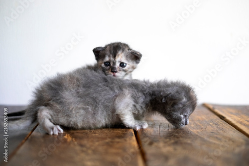 生まれたての子猫