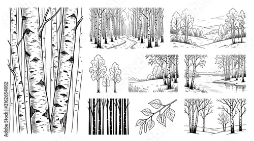 Set of birch trees, forest landscapes, branch with leaves and catkins, black and white hand drawn sketch