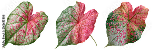Set of Elegant red and green Caladium bicolor ornamental plant with broad heart-shaped leaves and delicate natural veins, centered composition on transparent png background. Ai generated