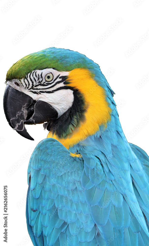 Fototapeta premium Blue and yellow macaw parrot transparent png 