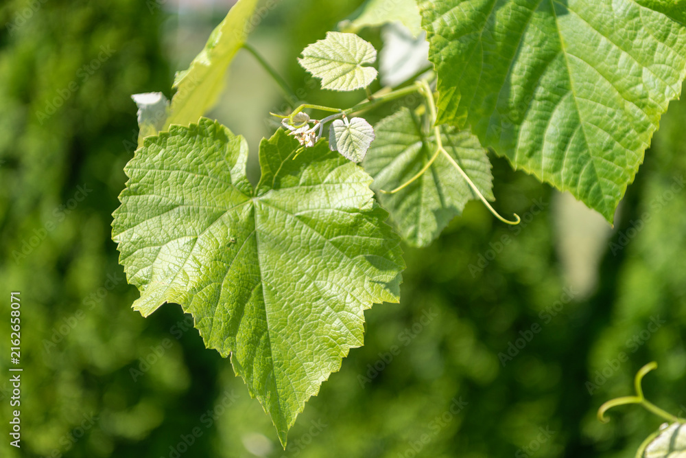 Naklejka premium Grapevine green leaves of grapes in vineyard nature. Grapevine with green leaves grows in a vineyard. Green leaves and vineyard farming create a peaceful outdoor scene full of grape cultivation