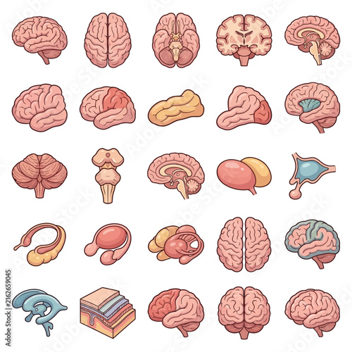 A comprehensive collection of human brain anatomy illustrations showing various views, cross-sections, and different parts of the central nervous system.