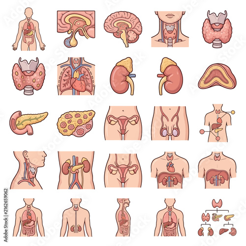 Detailed illustrations of human internal organs and endocrine glands.