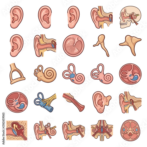 Collection of detailed human ear anatomy diagrams showing external, middle, and inner ear structures with various cross-sections.