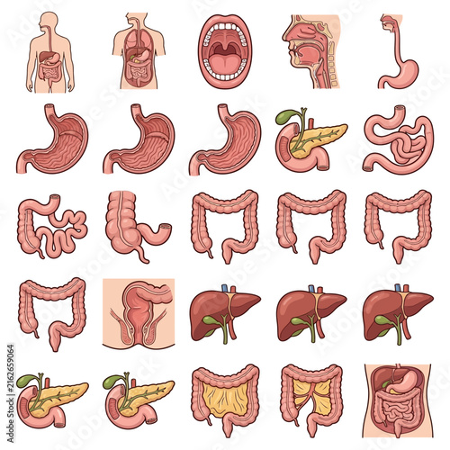Detailed anatomical illustrations of the human digestive system organs, including stomach, intestines, liver, and pancreas.
