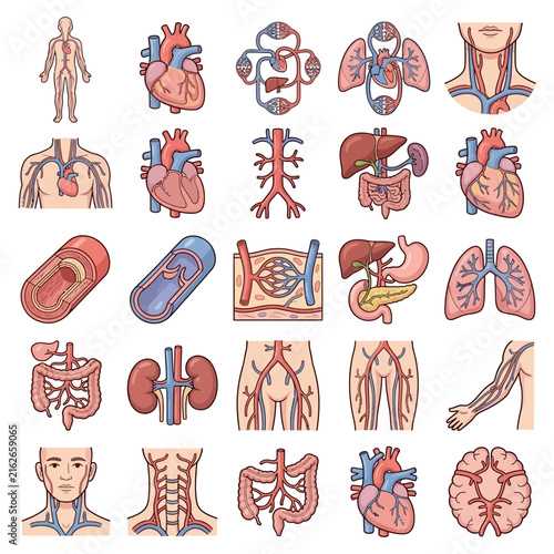 Comprehensive collection of human anatomy diagrams illustrating various organ systems and individual organs.